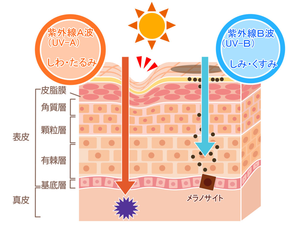 肌の構造と紫外線による変化